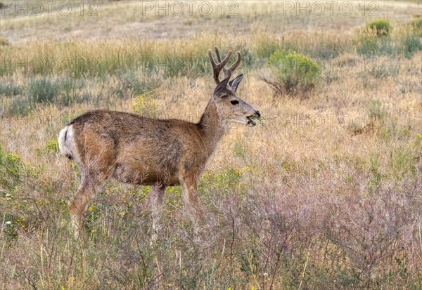 Mule deer (Odocoileus hemionus)