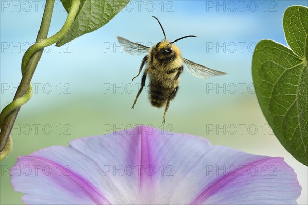 Common Carder-bee (Bombus pascuorum)