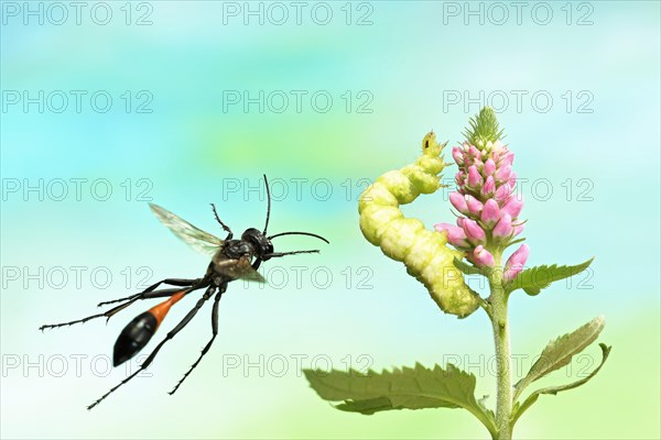 Red-banded sand wasp (Ammophila sabulosa)