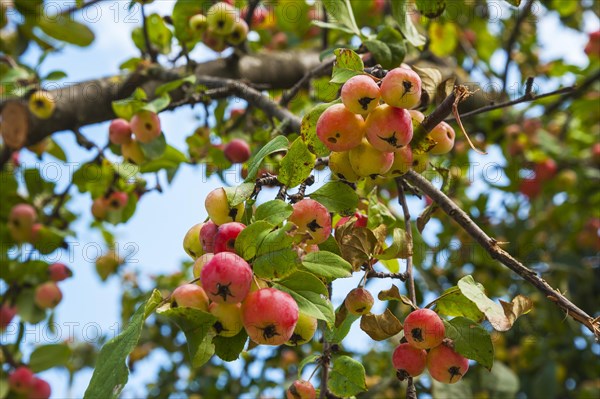 European Wild Pear (Pyrus pyraster) on tree