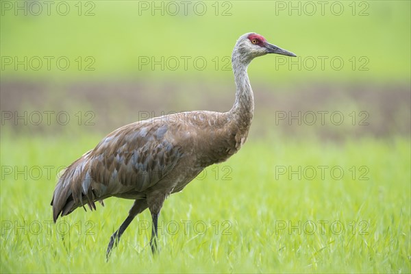 Sandhill crane (Grus canadensis) on field