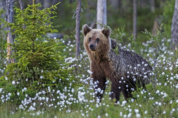 Brown bear (Ursus arctos) in woollen grass