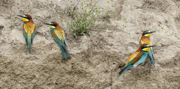 Bee-eater (Merops apiaster) on the breeding wall