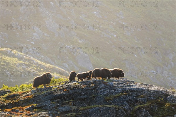 Musk oxen (Ovibos moschatus)