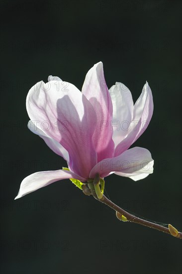 Flowering of Chinese Magnolia (Magnolia x soulangeana)