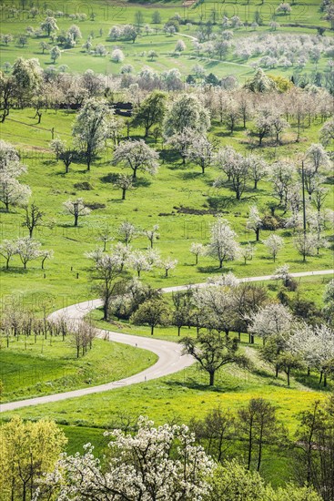 Flowering orchard meadows