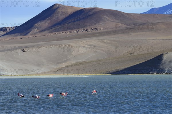 Andean flamingos (Phoenicopterus andinus) on the Laguna Santa Rosa