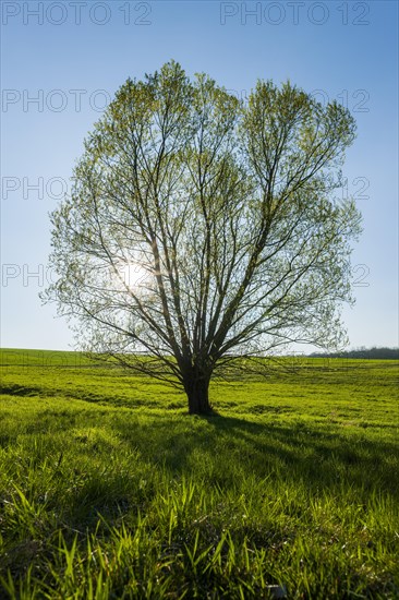 Crack willow (Salix fragilis) backlit