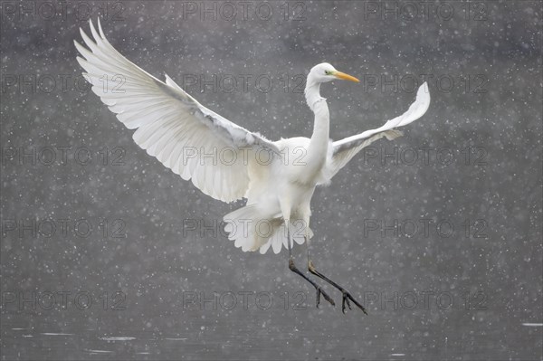 Great egret (Ardea alba) flying during snowfall