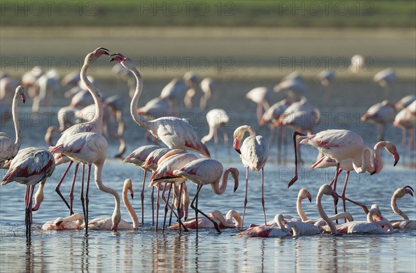 Greater Flamingos (Phoenicopterus roseus)