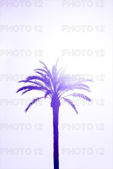 Palm (Arecaceae) against light
