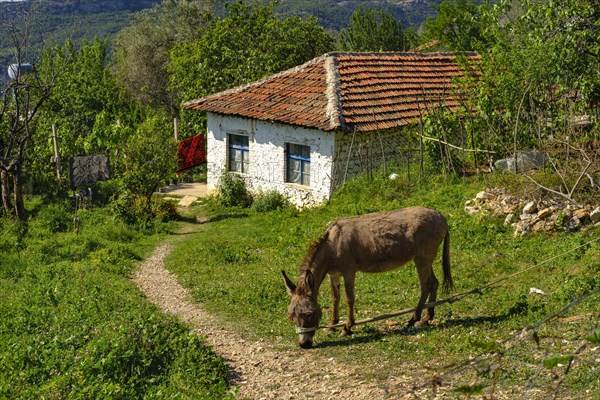 Fishing donkey in front of small house