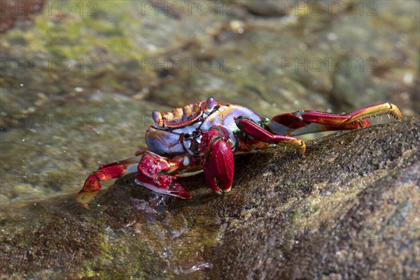 Red rock crab (Grapsus adscensionis) on wet rock