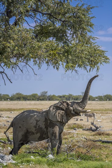 African elephant (Loxodonta africana)