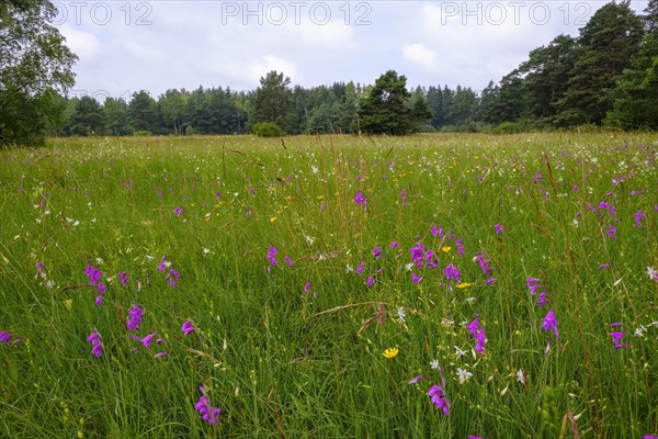 Flower meadow with Marsh gladiolus (Gladiolus palustris)