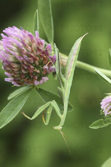 Mantis (Mantis religiosa) hangs upside down on a Red clover flower (Trifolium pratense)