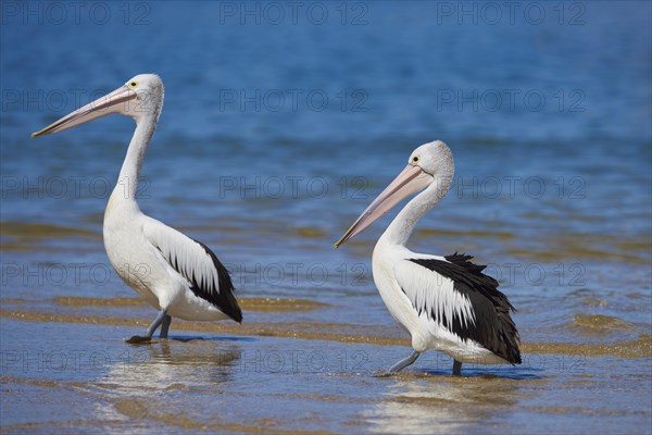 Australian Pelicans (Pelecanus conspicillatus) walking in water