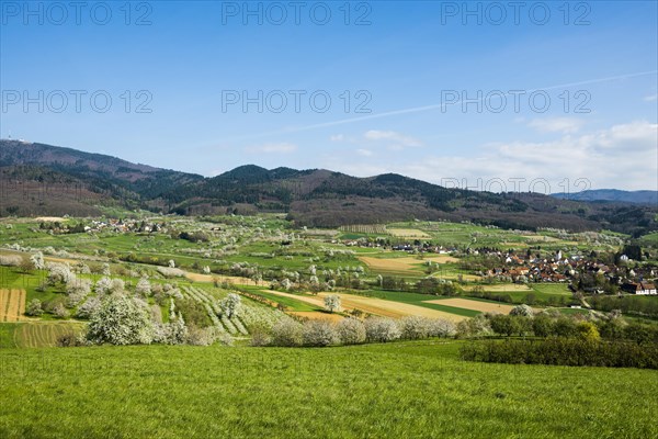 Flowering orchard meadows