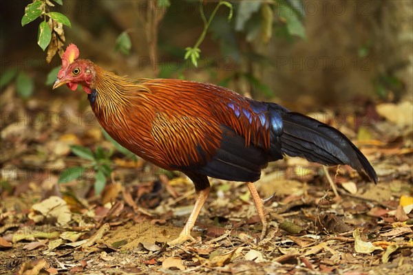 Sri Lankan junglefowl (Gallus lafayetii)