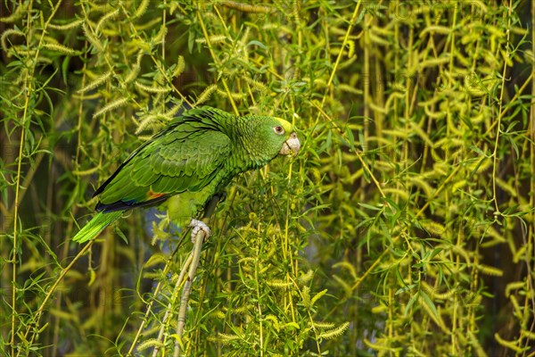 Yellow-headed Amazon (Amazona oratrix) eats weeping willow seeds