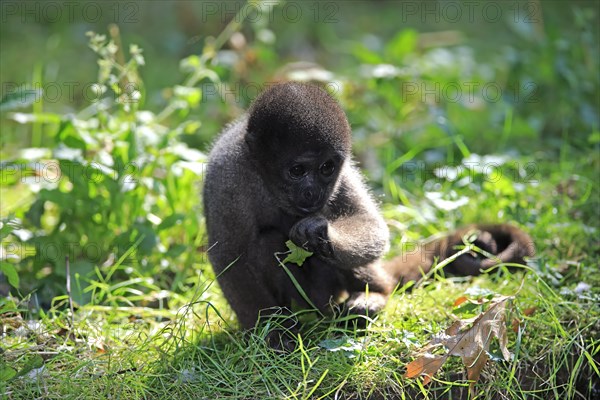 Brown woolly monkey (Lagothrix lagotricha)