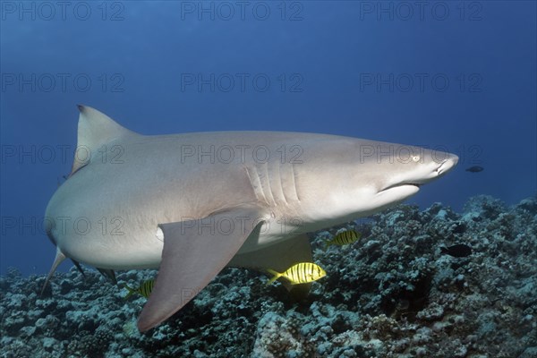 Sicklefin lemon shark (Negaprion acutidens) with Golden Trevally (Gnathanodon speciosus) over coral reef