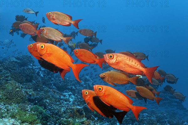 Swarm Common Bigeyes (Priacanthus hamrur)