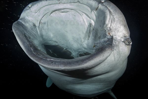 Animal portrait of the Whale Shark (Rhincodon typus) with open mouth