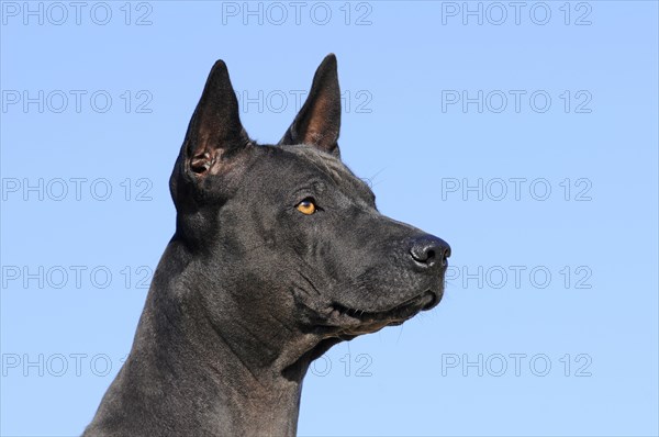 Thai Ridgeback