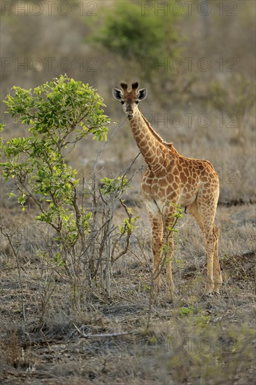 Southern giraffe (Giraffa camelopardalis giraffa)