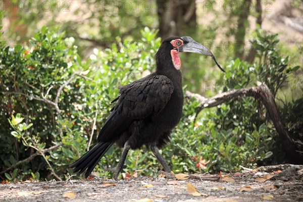 Southern ground hornbill (Bucorvus leadbeateri)