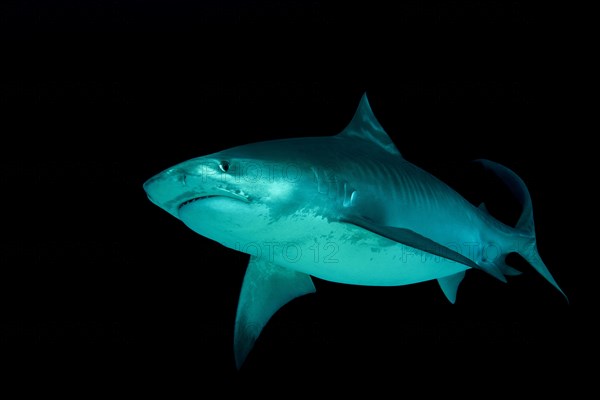 Tiger Shark (Galeocerdo cuvier) swims in the night