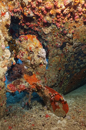 Coral-covered propeller Fesdu-Wreck