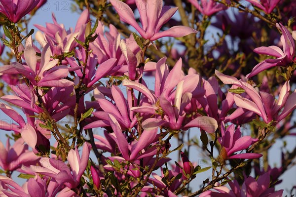 Mulan magnolia (Magnolia liliiflora)