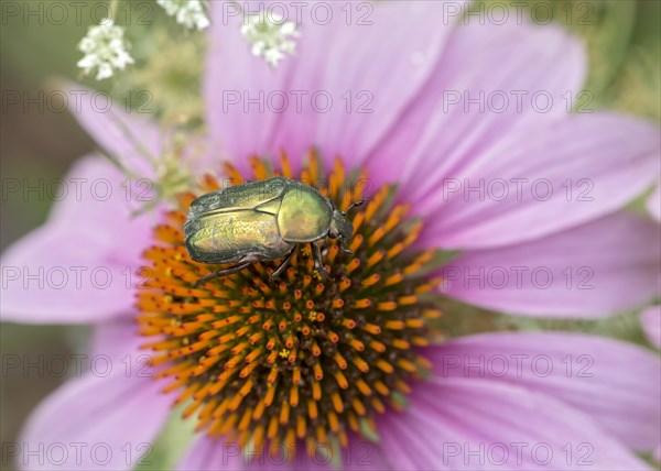 Rose chafer (Cetonia aurata) sits on Echinacea blossom