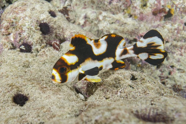 Baby Oriental Sweetlips (Plectorhinchus vittatus) color juveniele