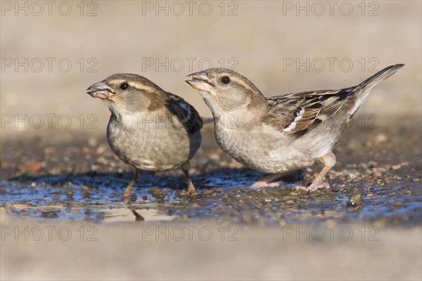 House sparrows (Passer domesticus)