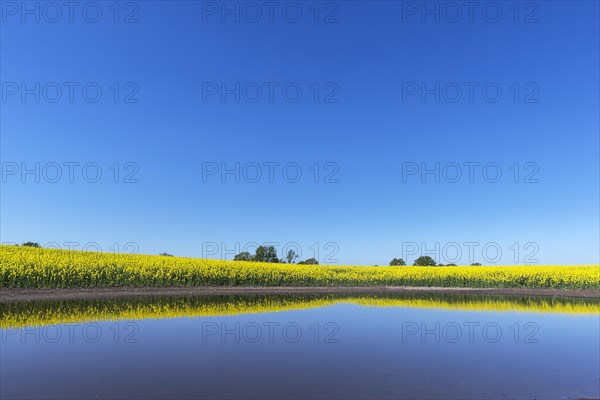 Blooming Rapefield (Brassica napus) is reflected in a Kettle hole