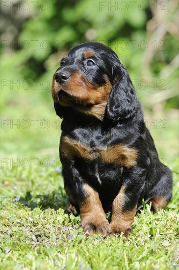 Gordon Setter