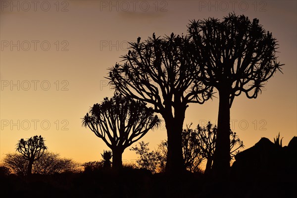 Quiver tree (Aloe dichotoma)