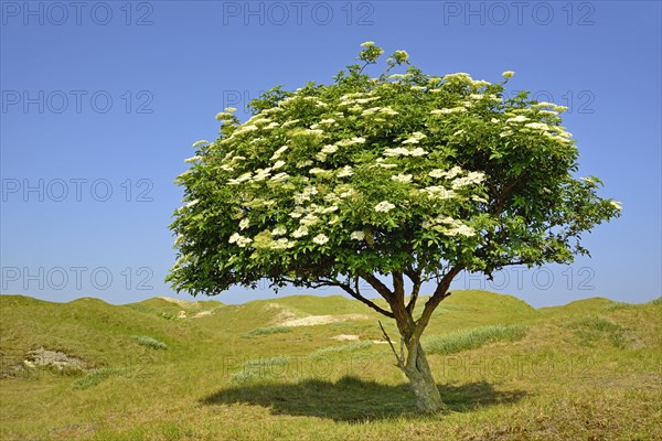 Elderberry (Sambucus nigra)