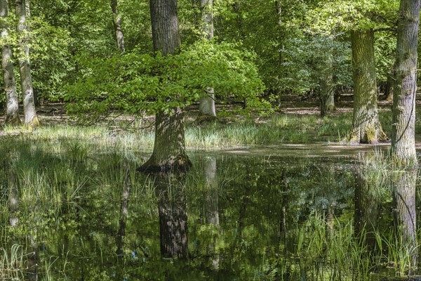 Alluvial forest in the nature reserve Monchbruch