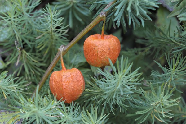 Bladder cherry (Physalis alkekengi)