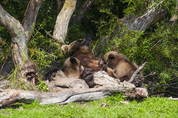 Kamchatka brown bear (Ursus arctos beringianus)