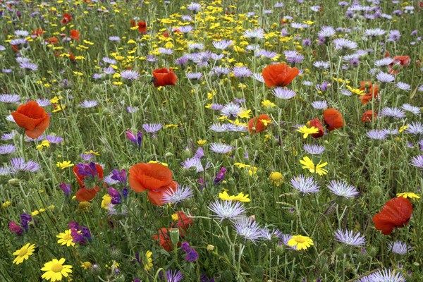 Blooming flower meadow with Purple Milk Thistles (Galactites tomentosus)