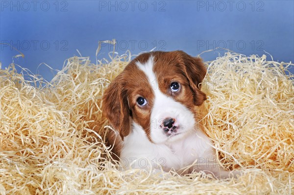 Irish Red and White Setter