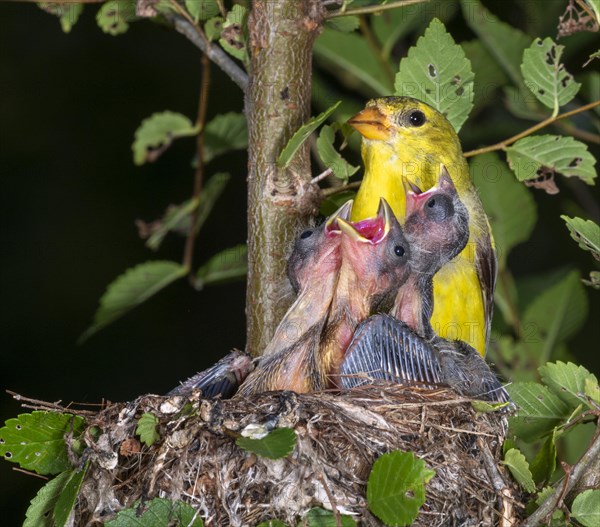 American goldfinch (Spinus tristis)