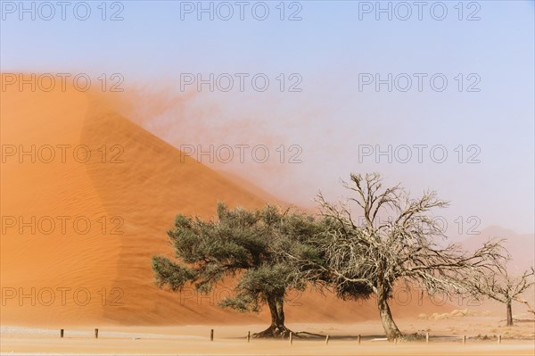 Camelthorn tree (Acacia erioloba) in front of Sand Dune