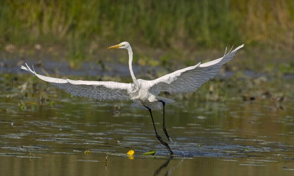 Great egret (Ardea alba) in water with open wings