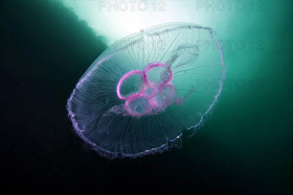 Moon jellyfish (Aurelia aurita)